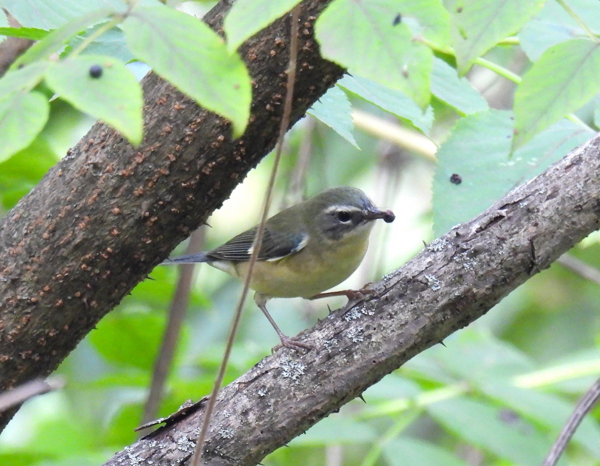 Black-throated Blue Warbler - ML624017619