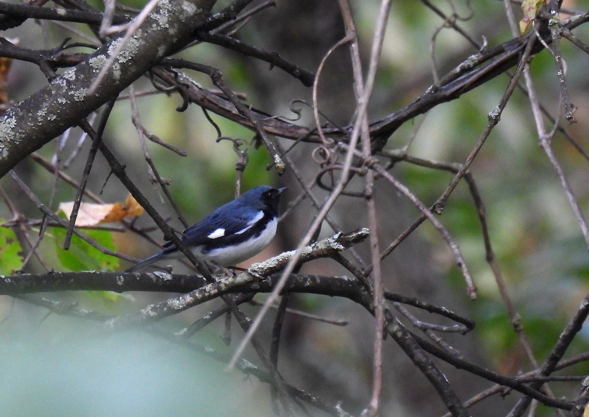 Black-throated Blue Warbler - ML624017620