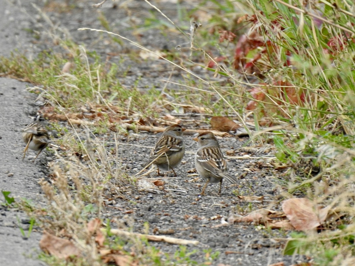 White-crowned Sparrow - ML624017621