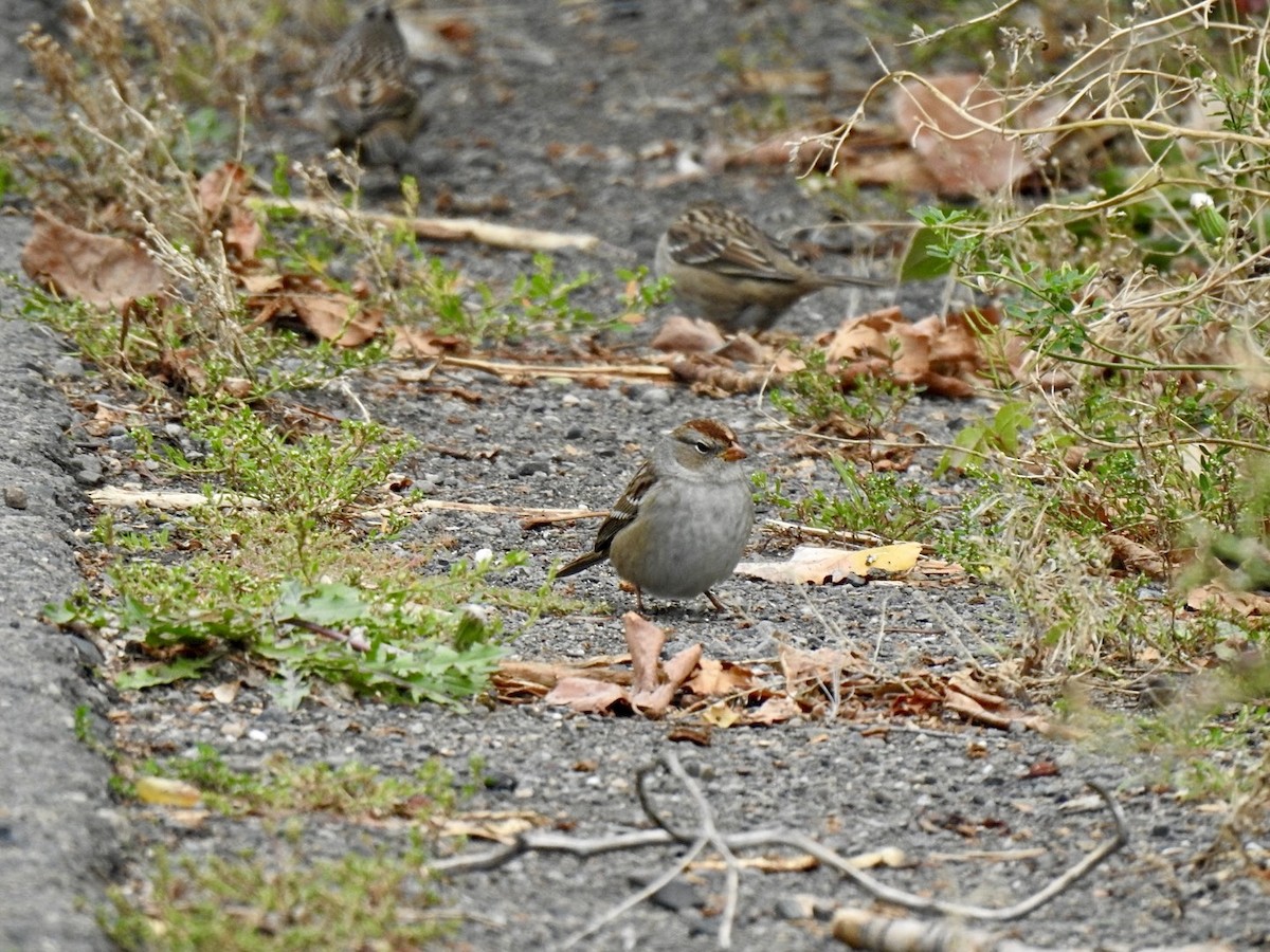 White-crowned Sparrow - ML624017622