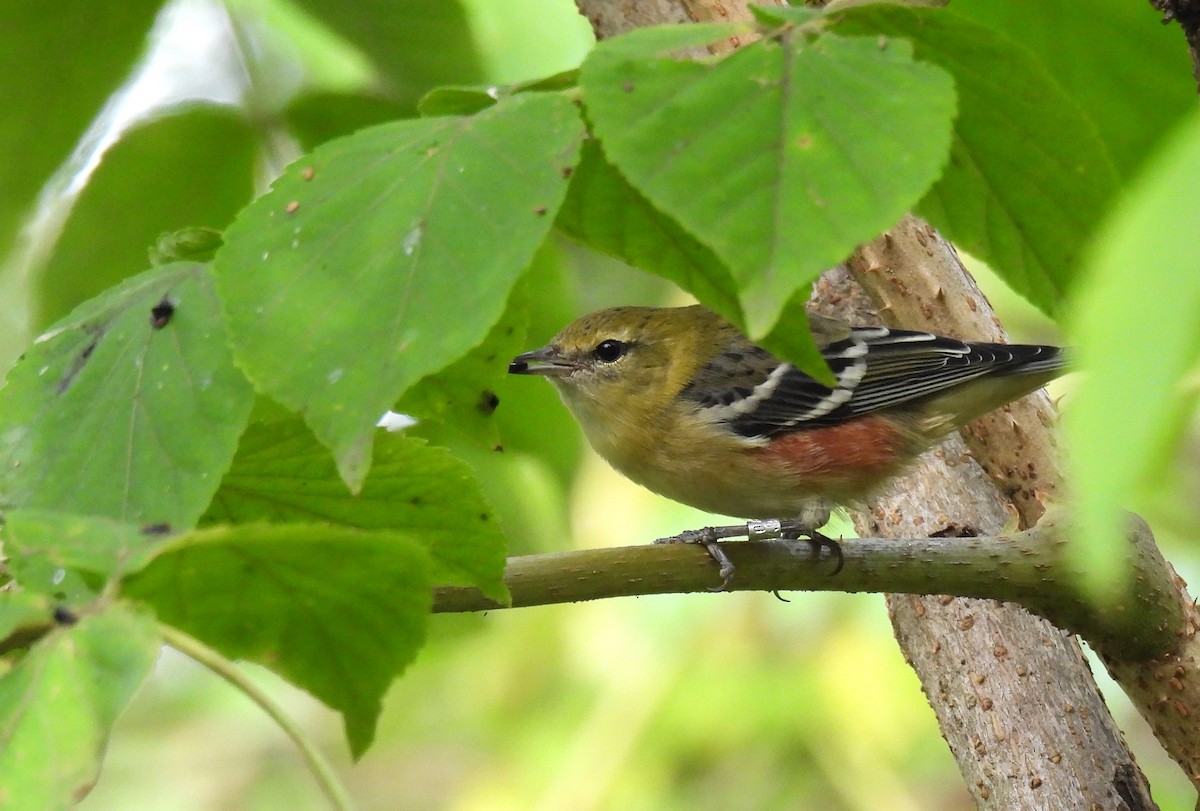 Bay-breasted Warbler - ML624017631