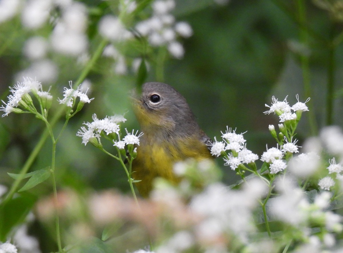 Magnolia Warbler - ML624017632