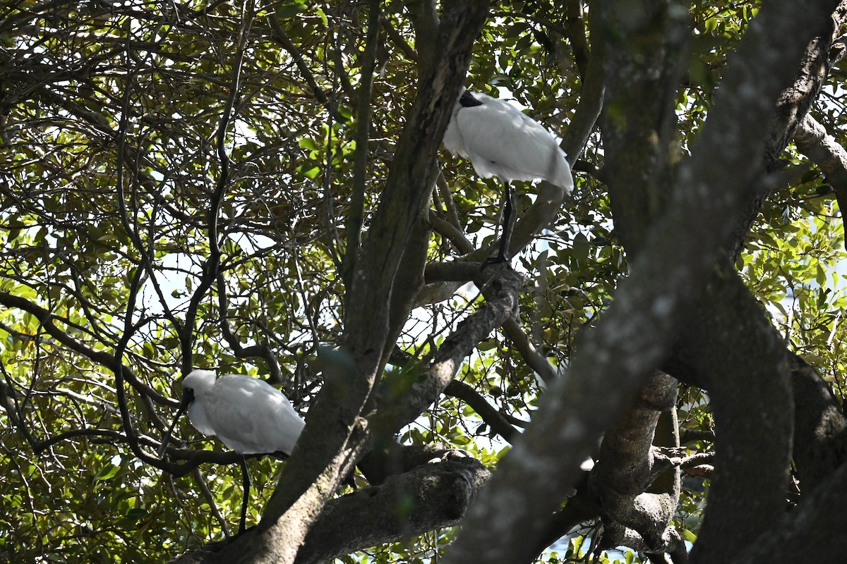 Royal Spoonbill - ML624017633