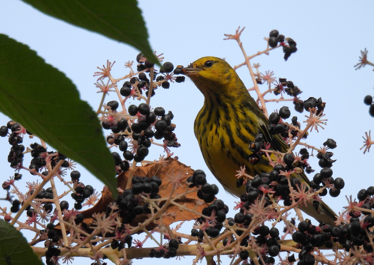 Cape May Warbler - ML624017634