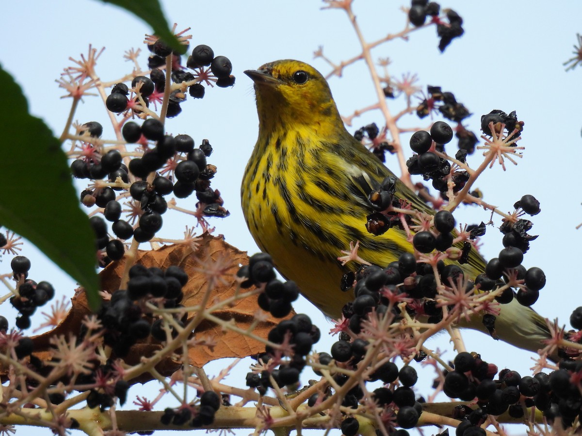 Cape May Warbler - ML624017635