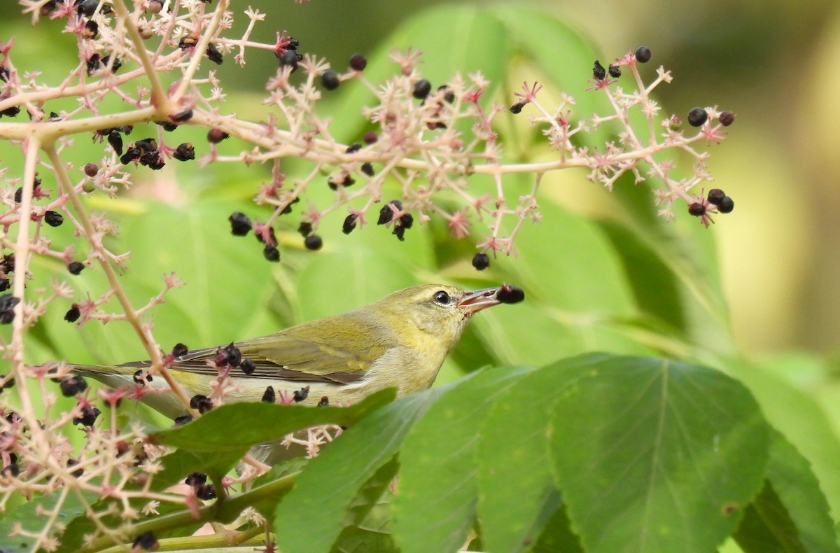 Tennessee Warbler - ML624017638