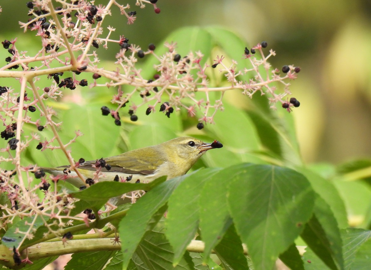 Tennessee Warbler - ML624017639