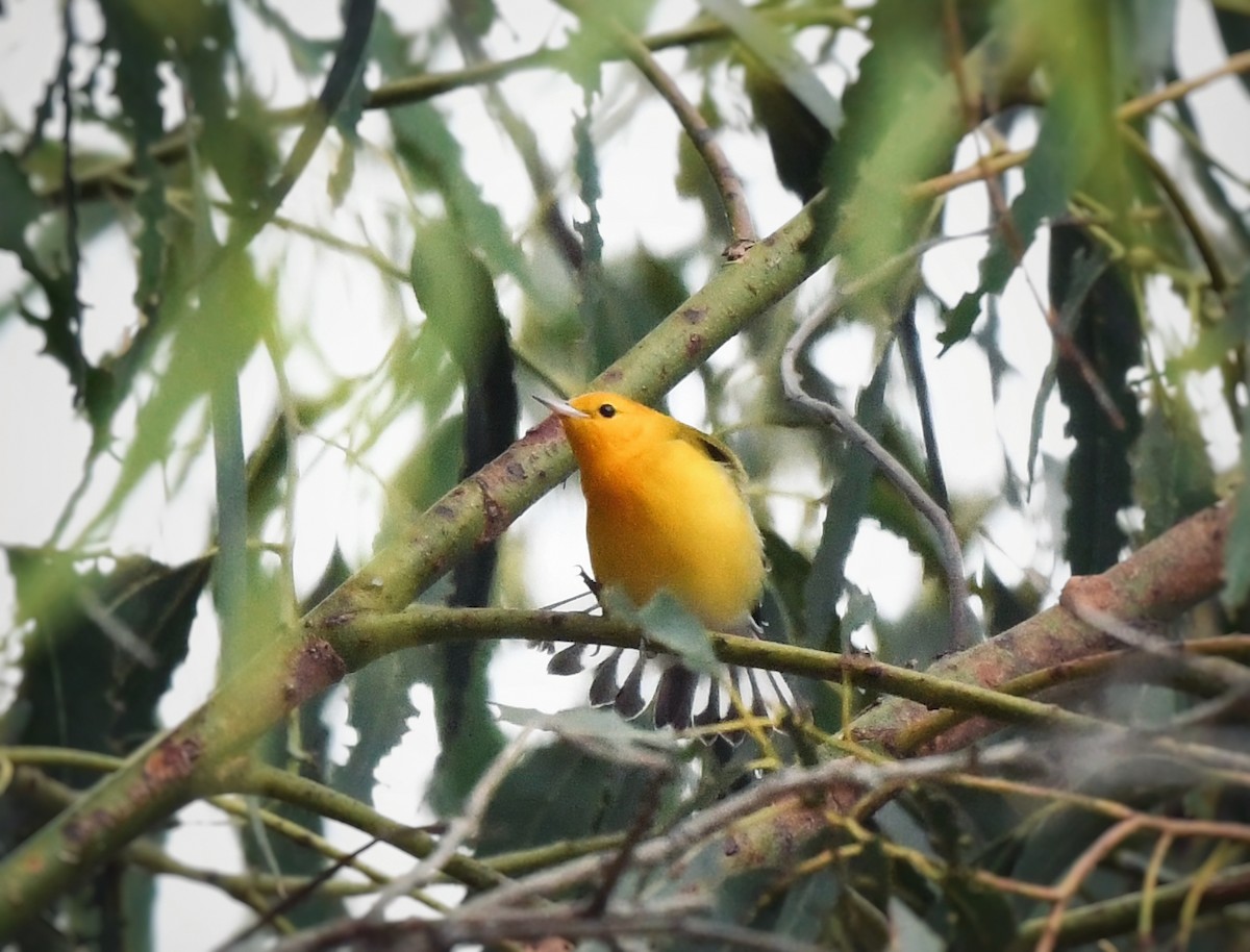 Prothonotary Warbler - ML624017642