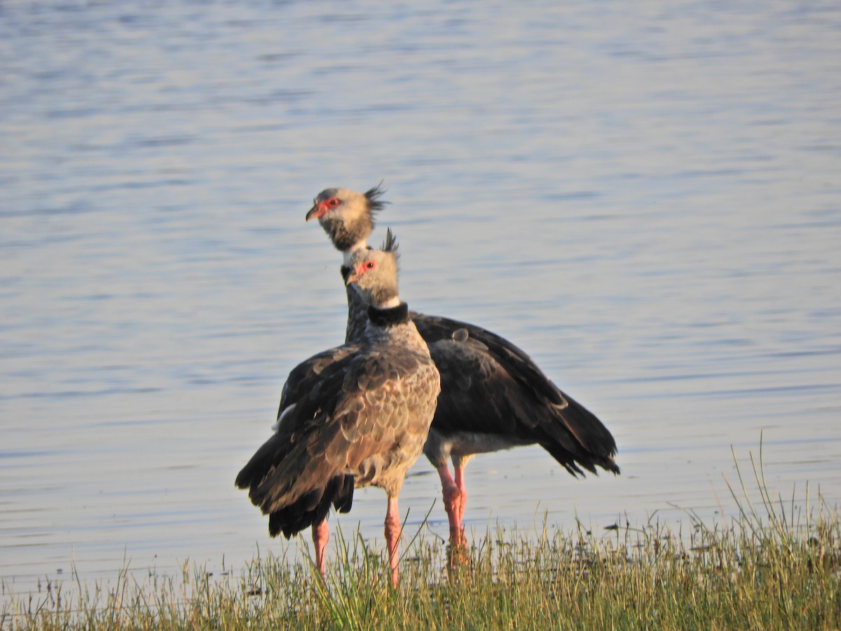 Southern Screamer - ML624017644