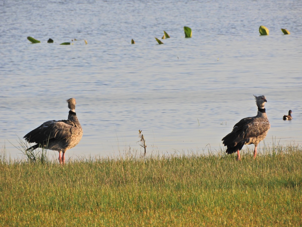 Southern Screamer - ML624017646