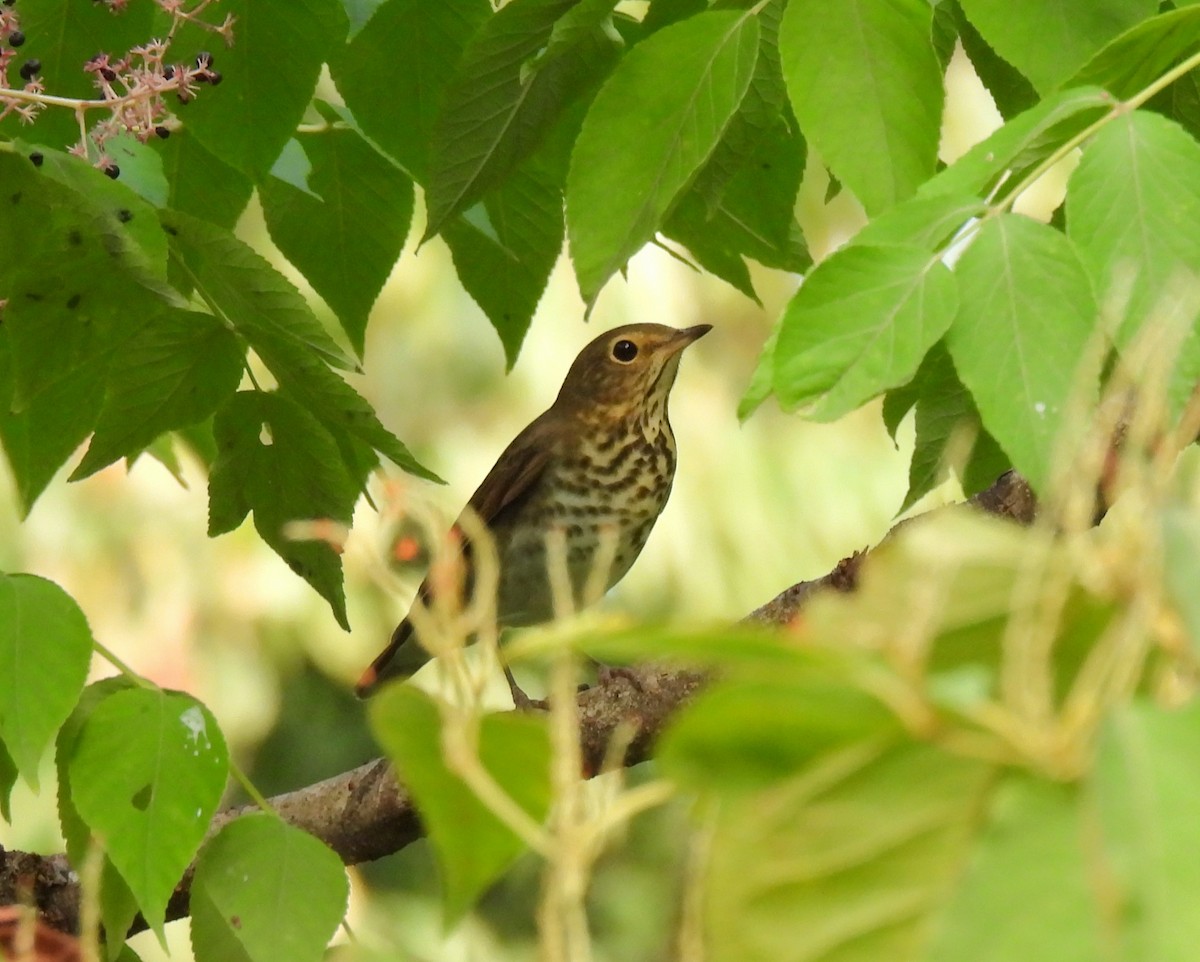 Swainson's Thrush - ML624017653