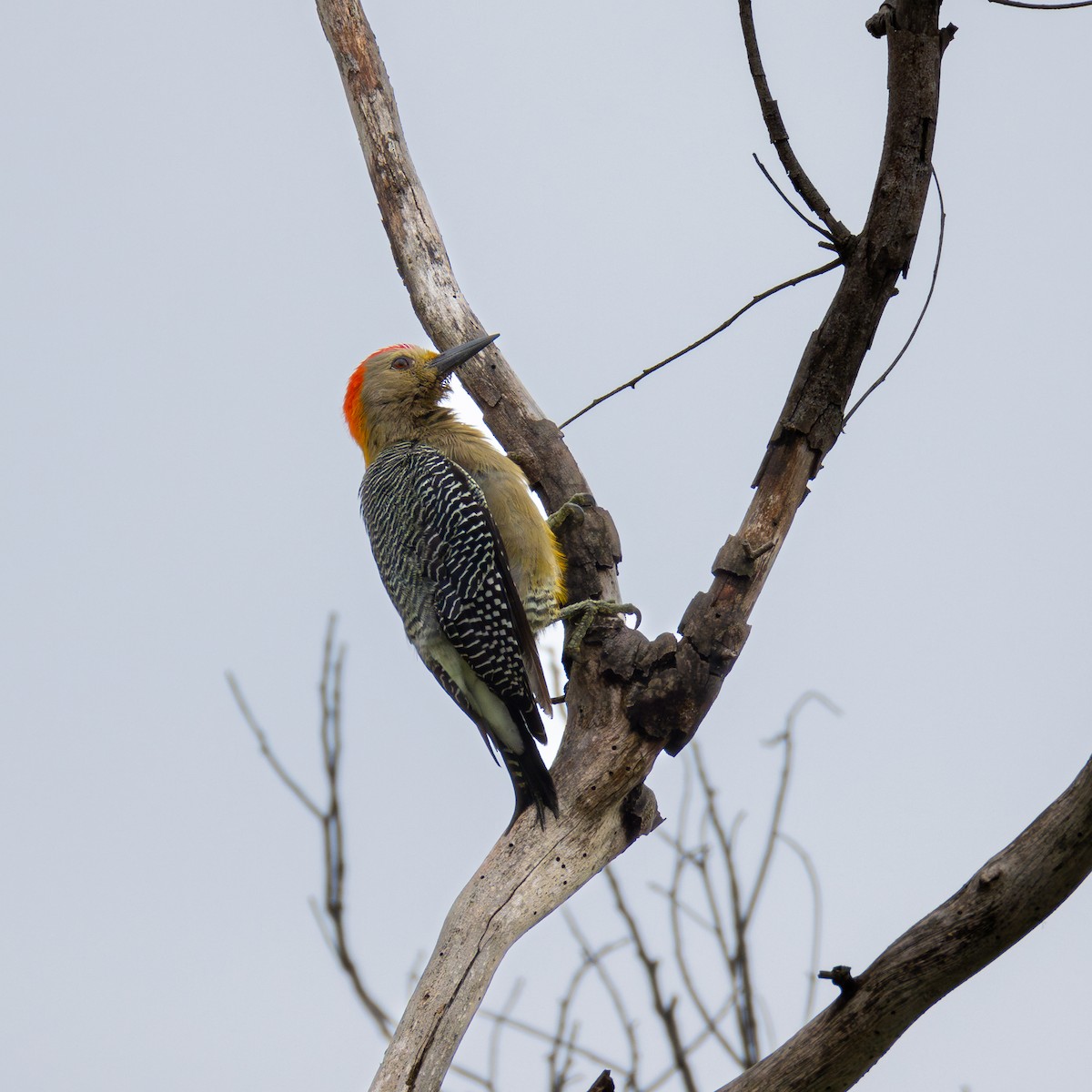 Golden-fronted Woodpecker (Velasquez's) - Ligia y Carlos Marroquín Pimentel