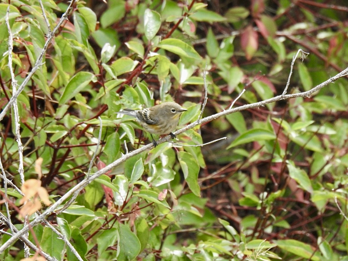 Yellow-rumped Warbler (Audubon's) - ML624017674