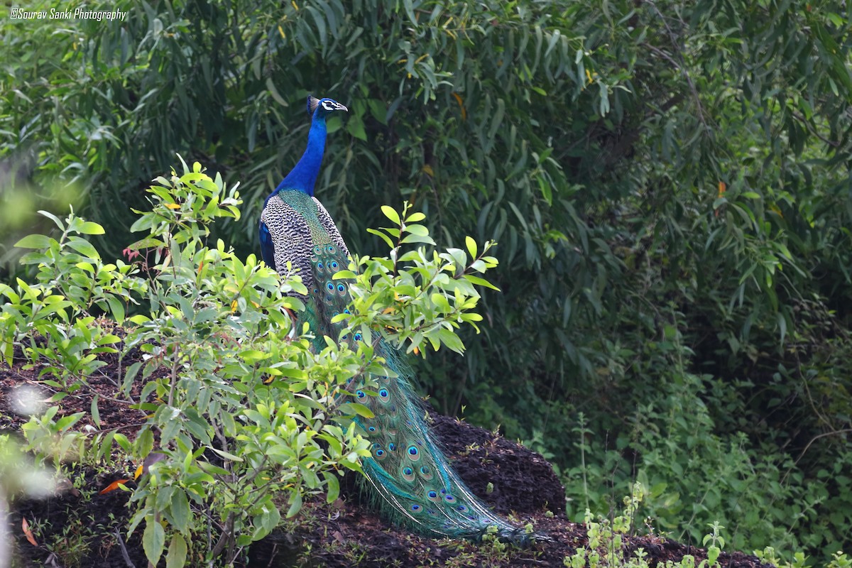 Indian Peafowl - ML624017684