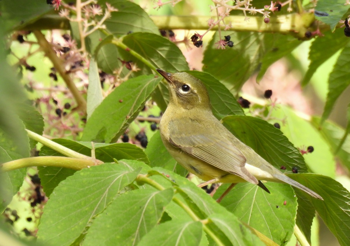 Black-throated Blue Warbler - ML624017685