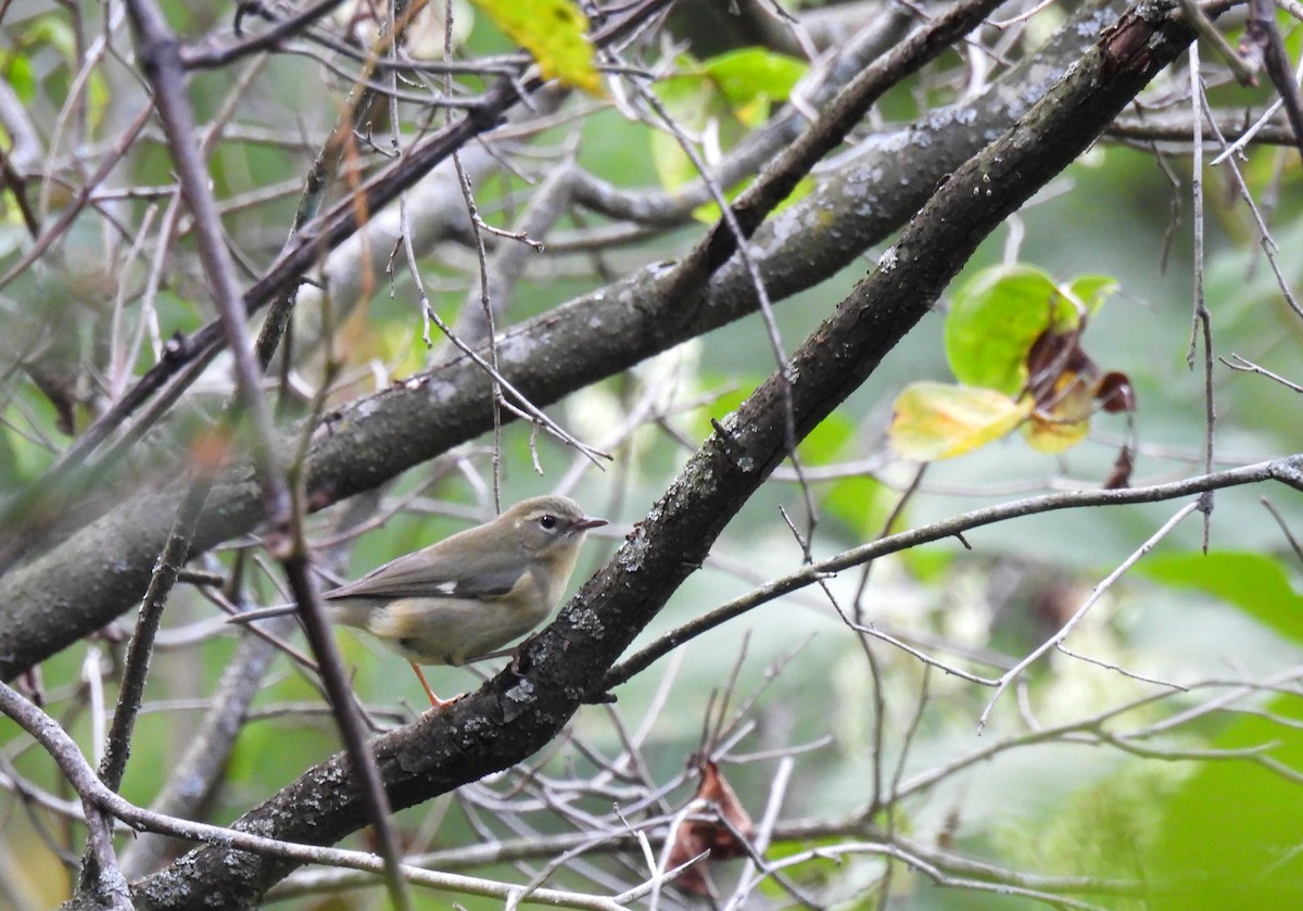 Black-throated Blue Warbler - Corvus 𓄿