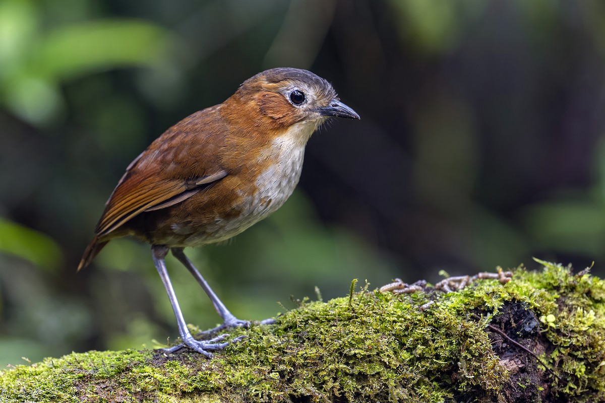 Rusty-tinged Antpitta - ML624017689