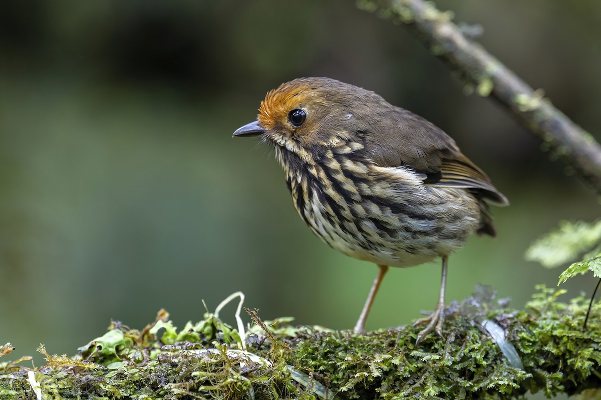 Ochre-fronted Antpitta - ML624017701