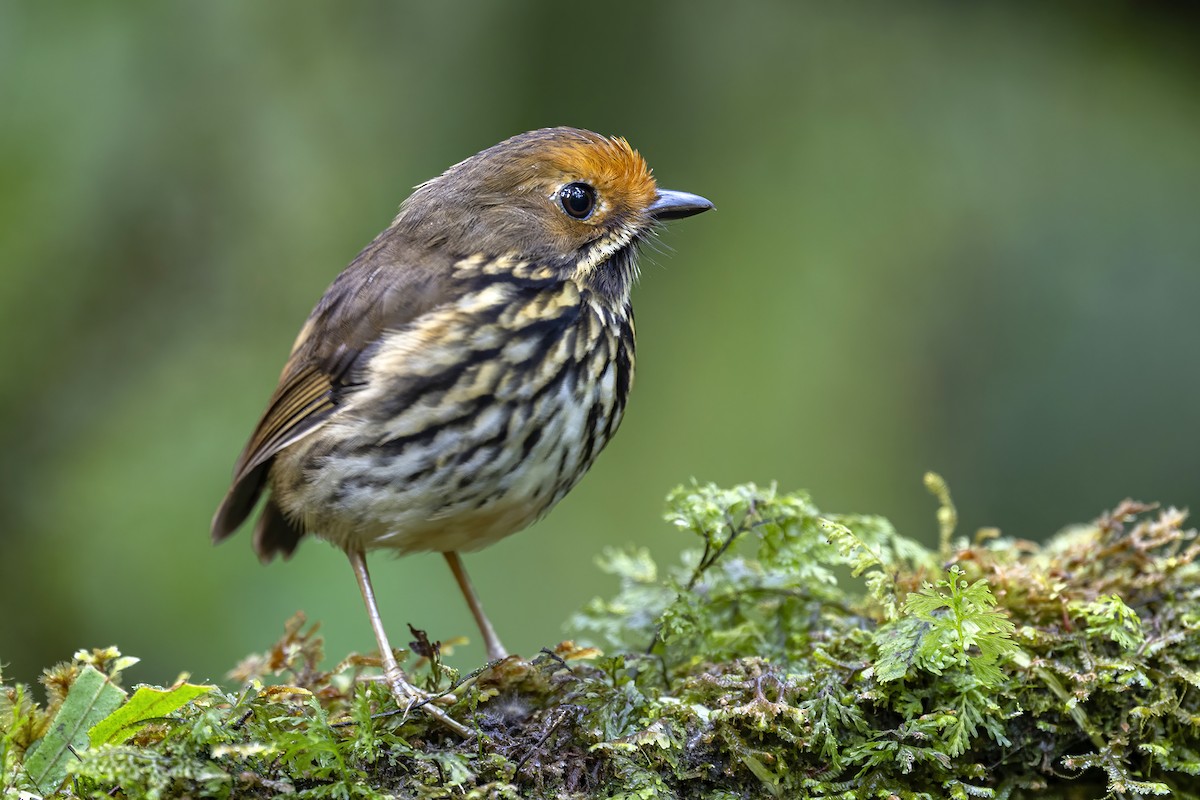 Ochre-fronted Antpitta - ML624017706