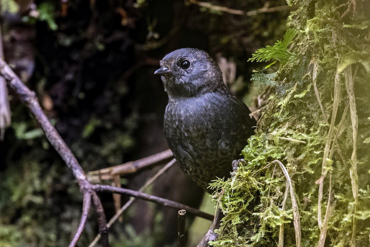 Rufous-vented Tapaculo - Su Li