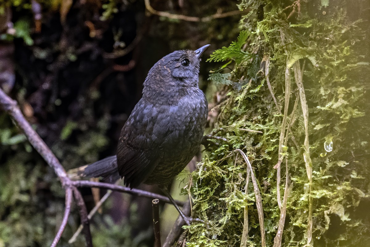 Schieferrückentapaculo - ML624017710