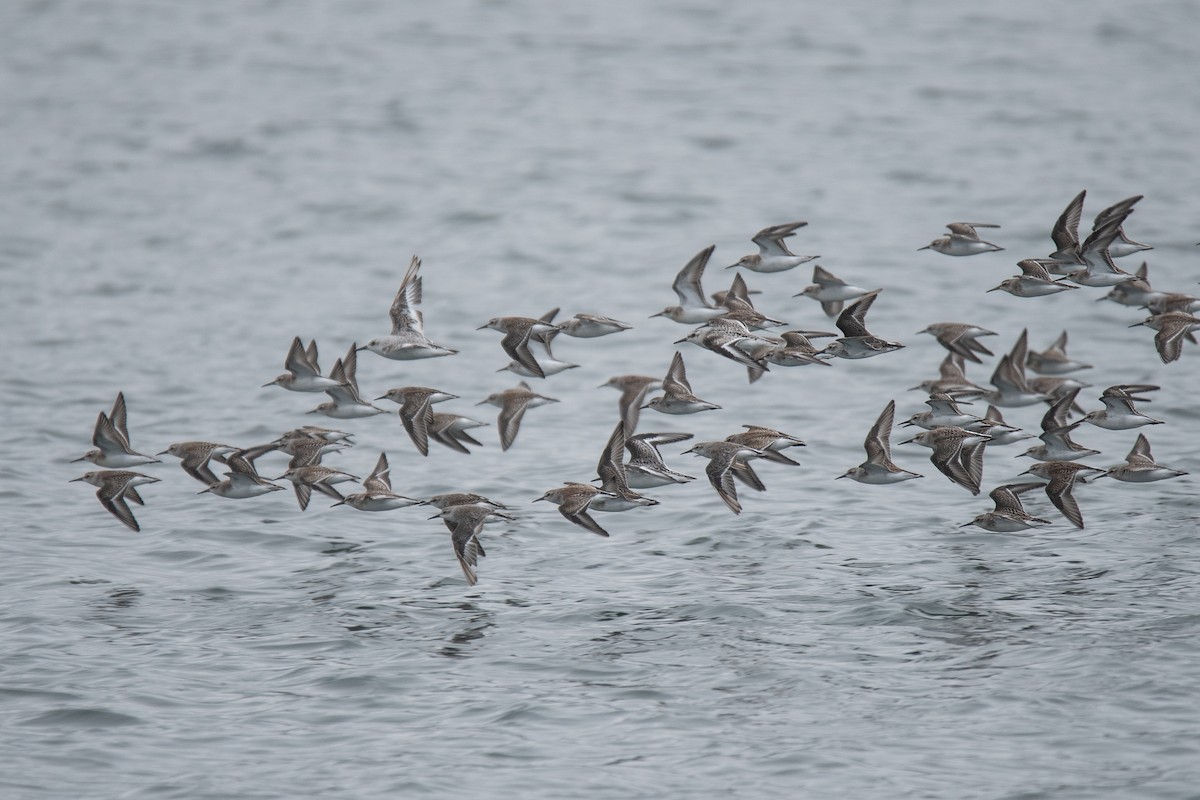 Western Sandpiper - ML624017713