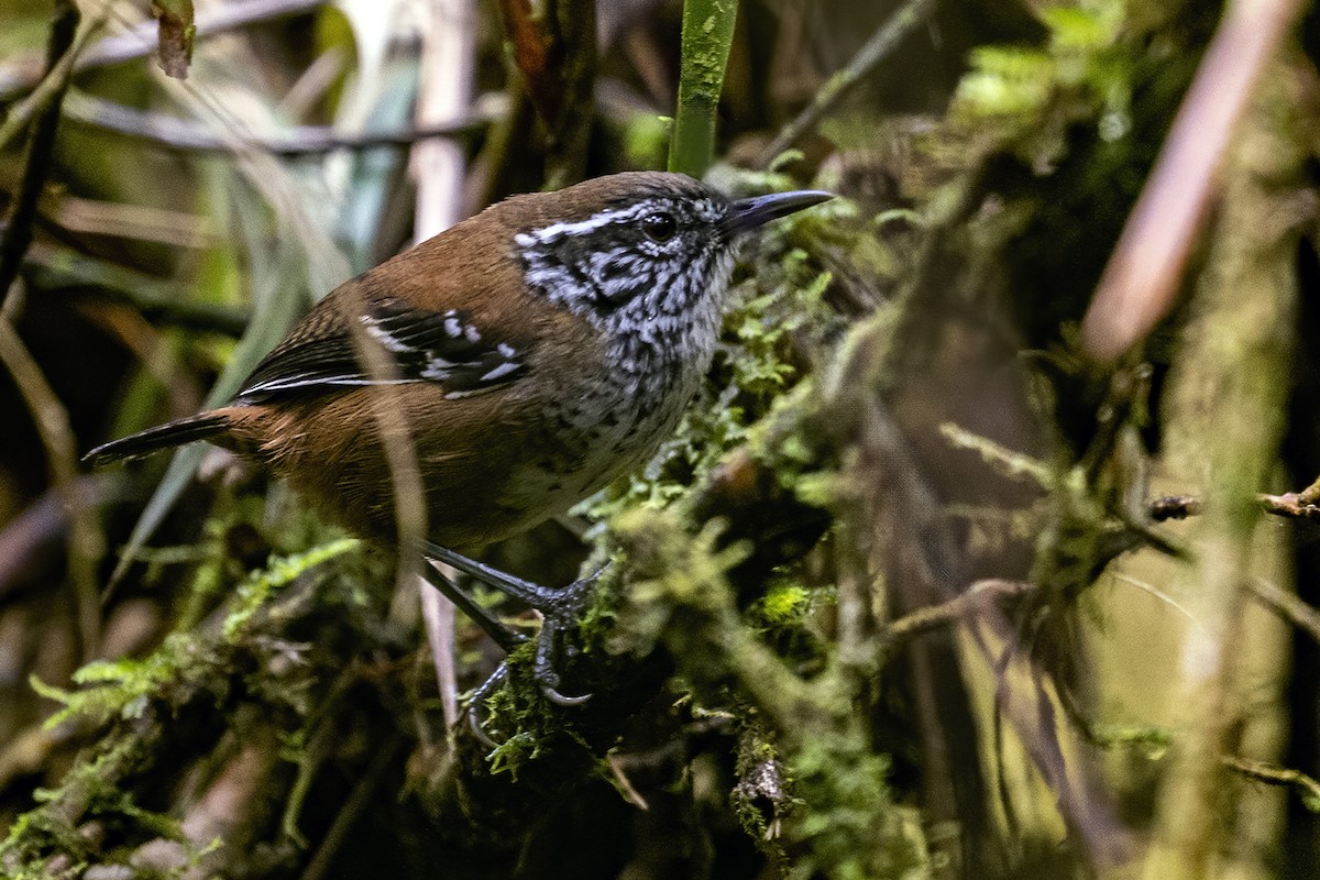 Bar-winged Wood-Wren - ML624017714