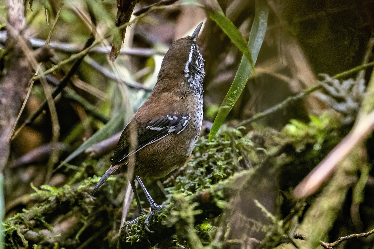 Bar-winged Wood-Wren - ML624017715