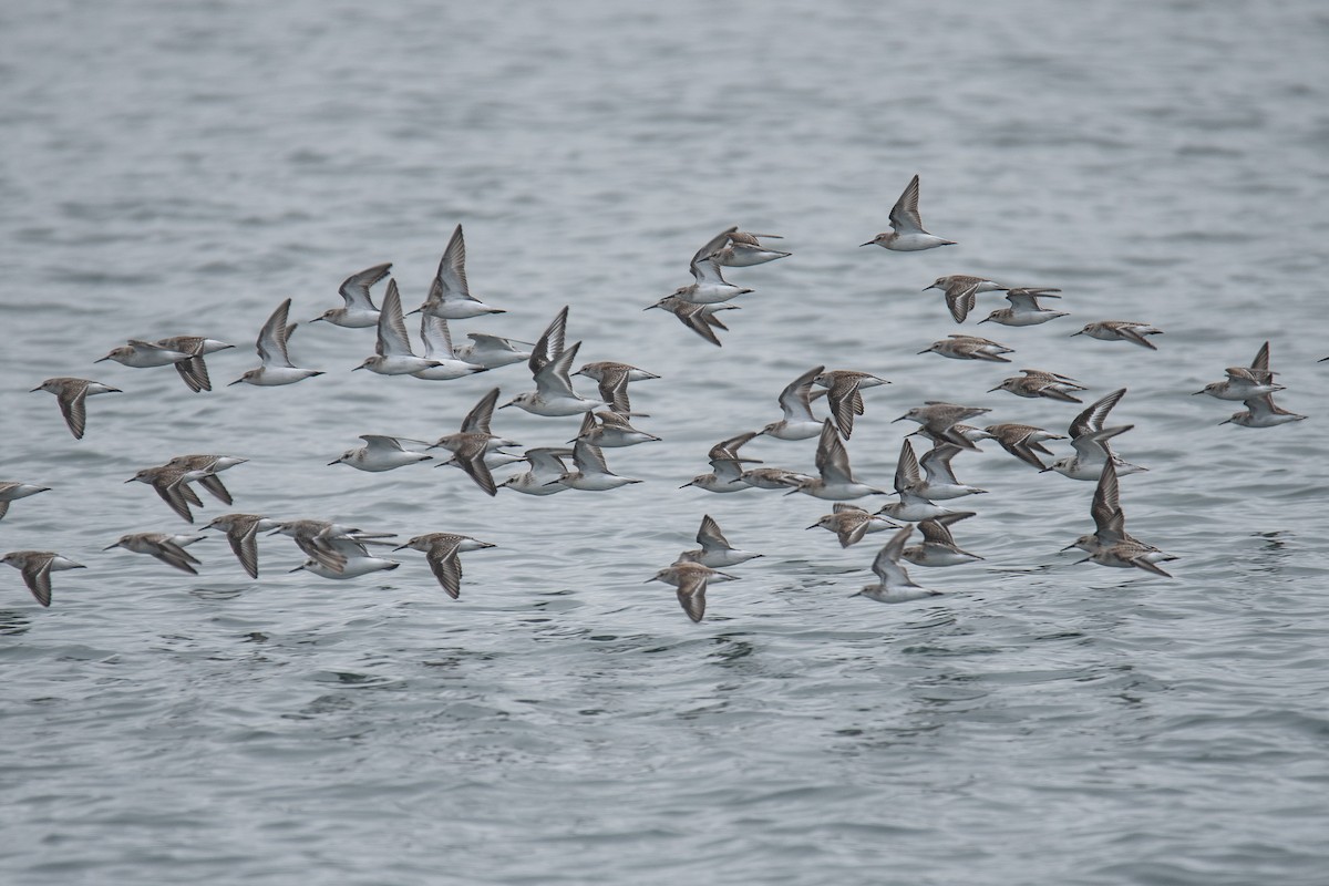 Western Sandpiper - ML624017716