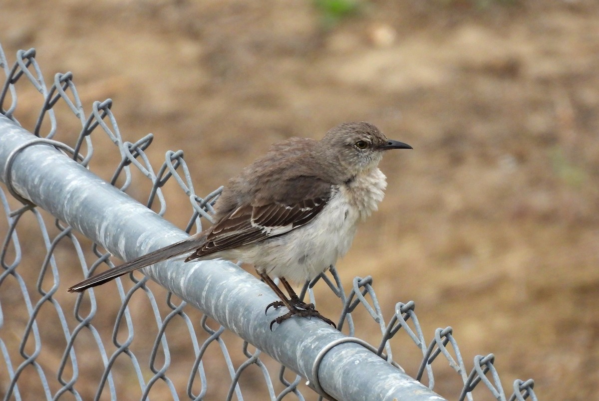 Northern Mockingbird - ML624017721