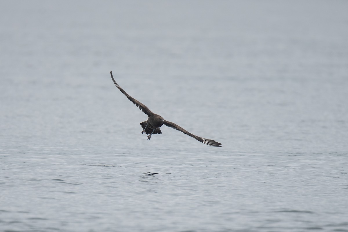 Parasitic Jaeger - Cedrik von Briel