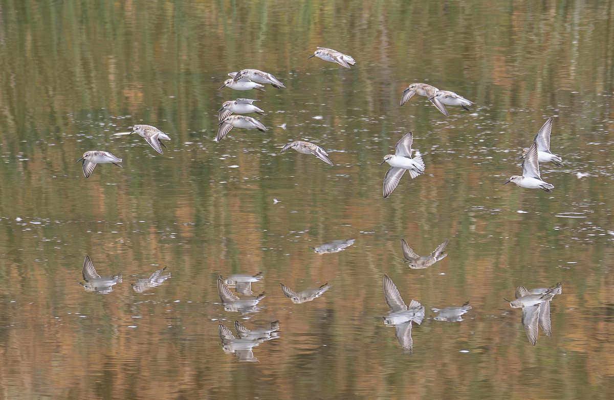 Western Sandpiper - Elizabeth Crouthamel