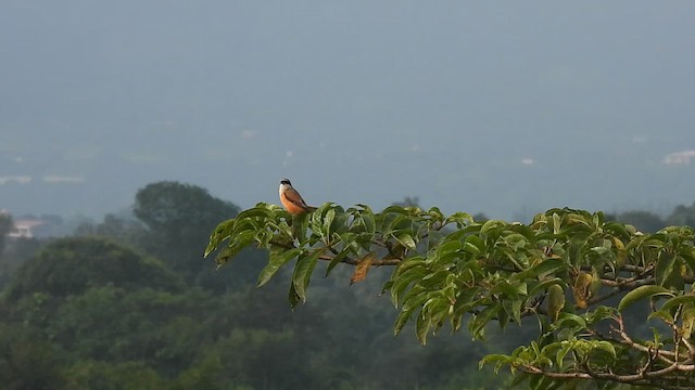 Long-tailed Shrike - ML624017794