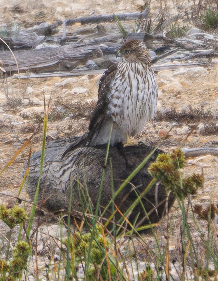 Cooper's Hawk - Elizabeth Crouthamel