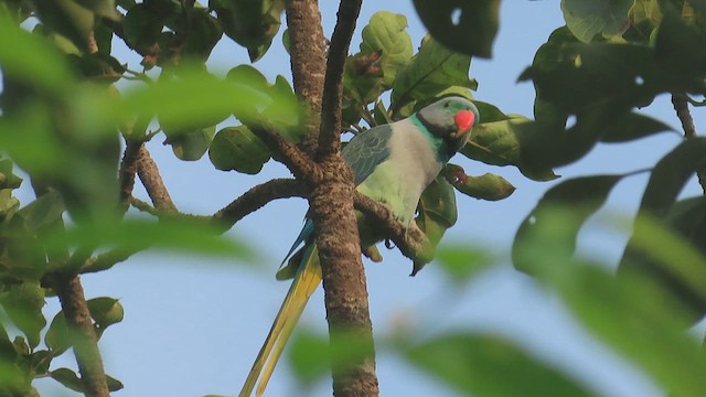 Malabar Parakeet - ML624017817