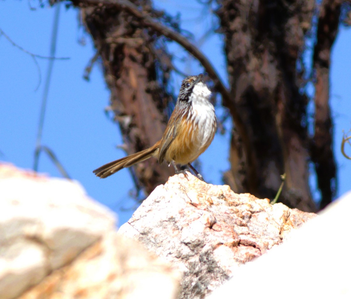 Carpentarian Grasswren - ML624017837