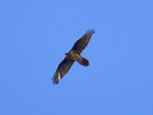 Bearded Vulture - Nathan Petersen