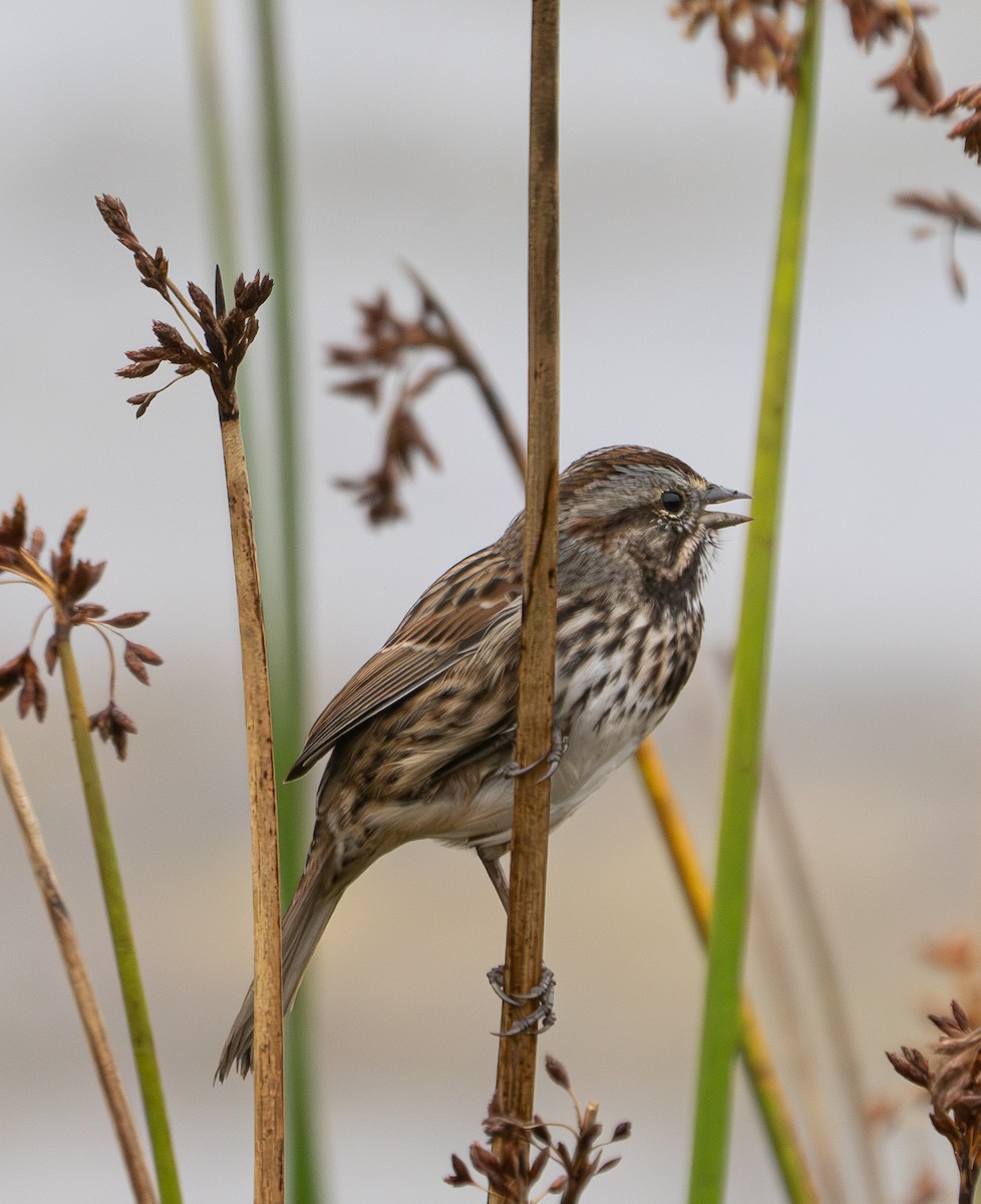 Song Sparrow - Elizabeth Crouthamel