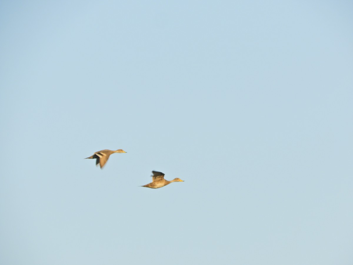 Yellow-billed Pintail - ML624017864