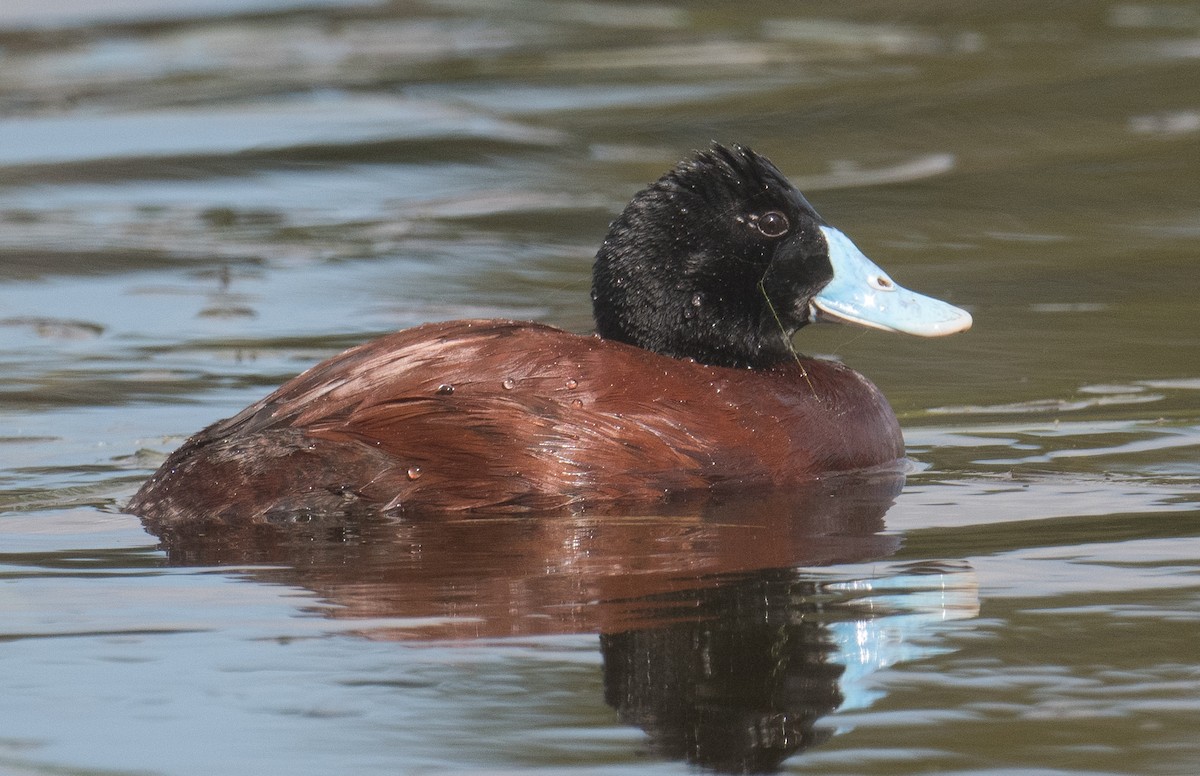 Blue-billed Duck - ML624017875