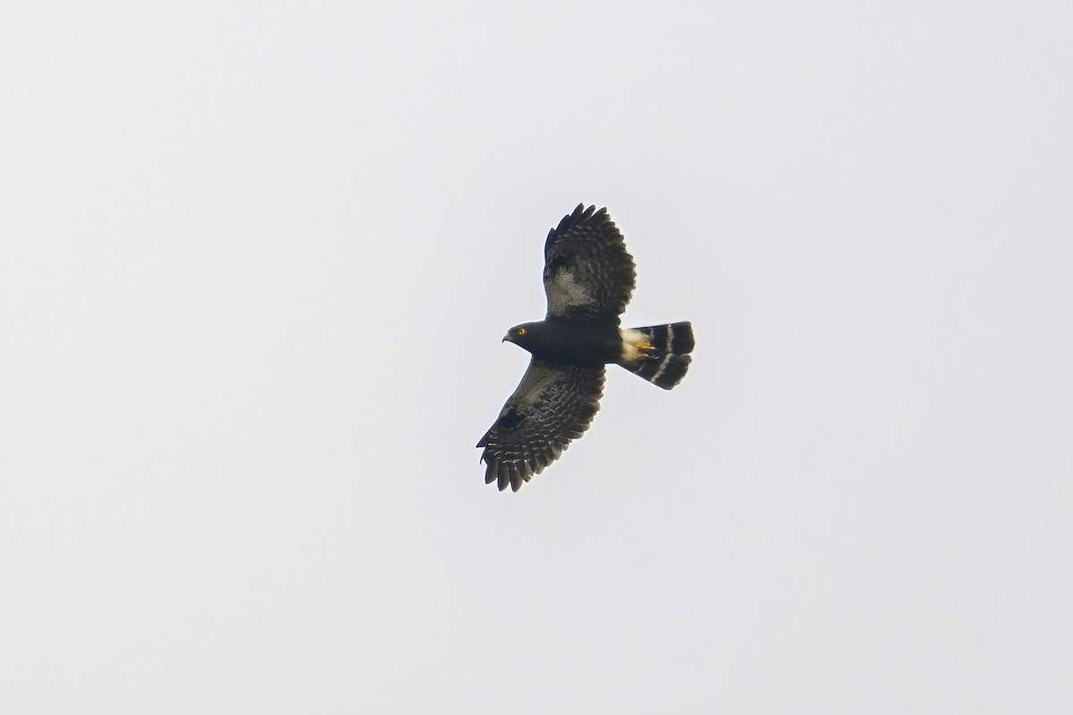 White-rumped Hawk - ML624017882