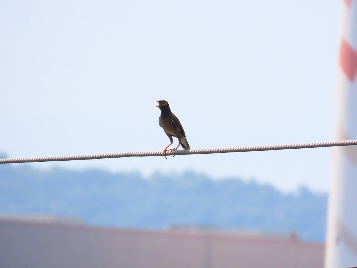 Common Myna - ML624017891