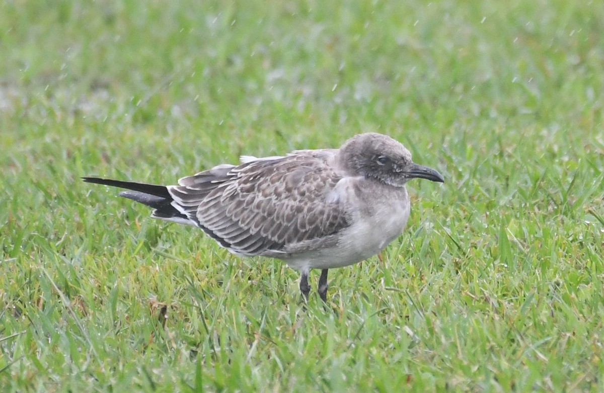 Mouette atricille - ML624017892