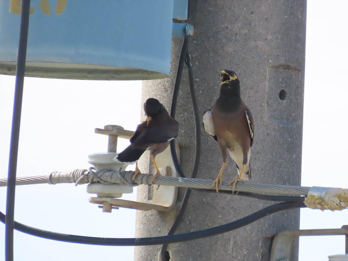 Common Myna - ML624017896