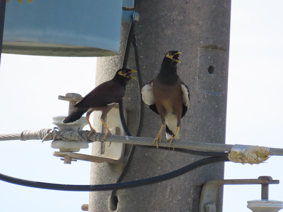 Common Myna - ML624017897