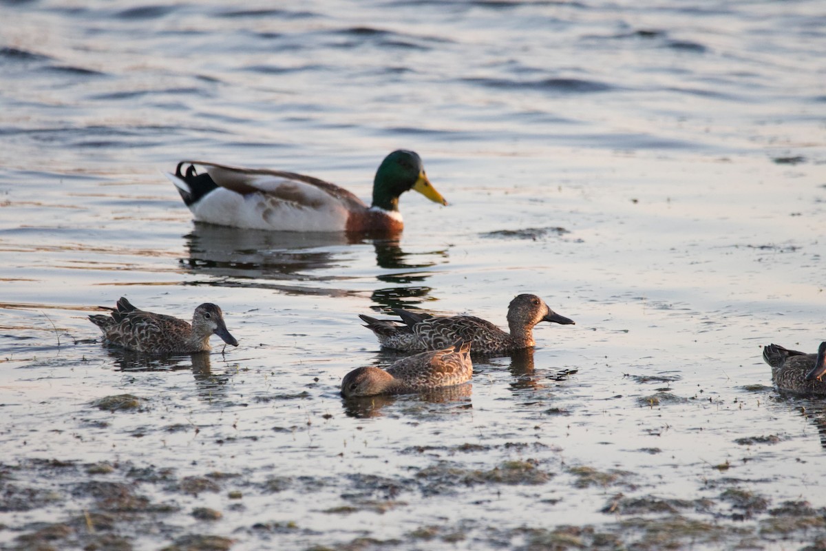 Blue-winged Teal - ML624017922