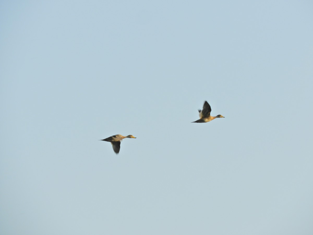 Yellow-billed Pintail - ML624017928