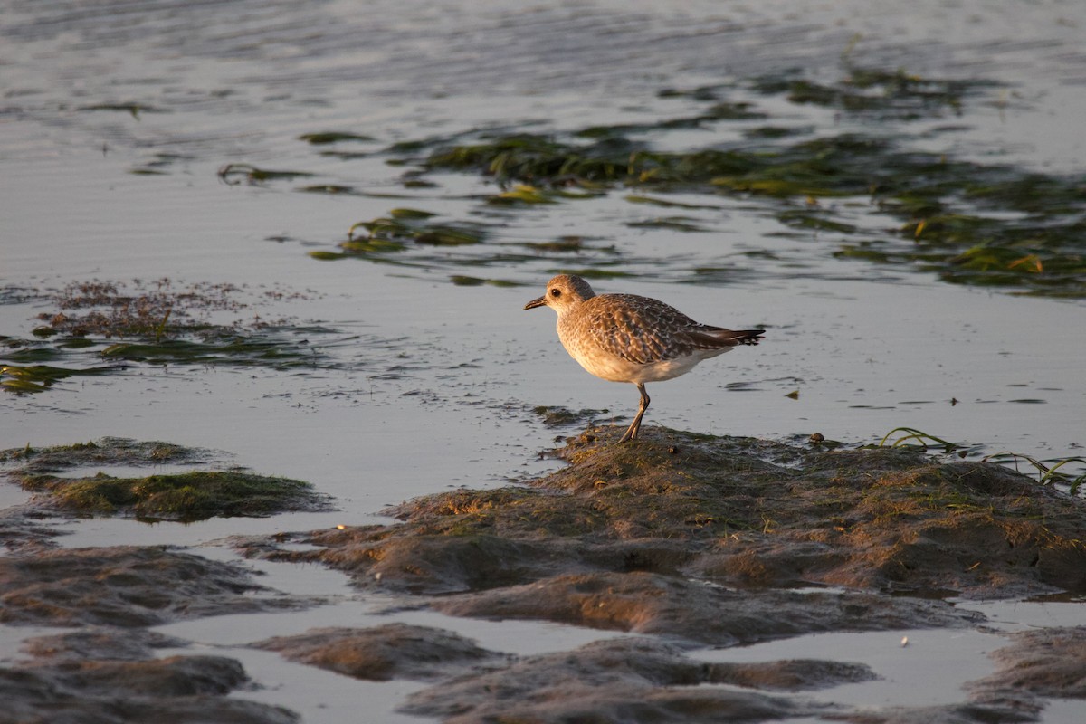 Black-bellied Plover - ML624017936