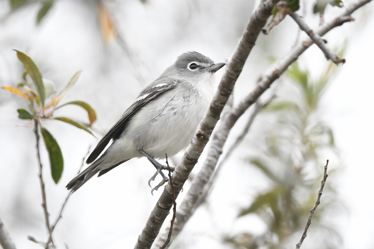 Plumbeous Vireo - ML624017938