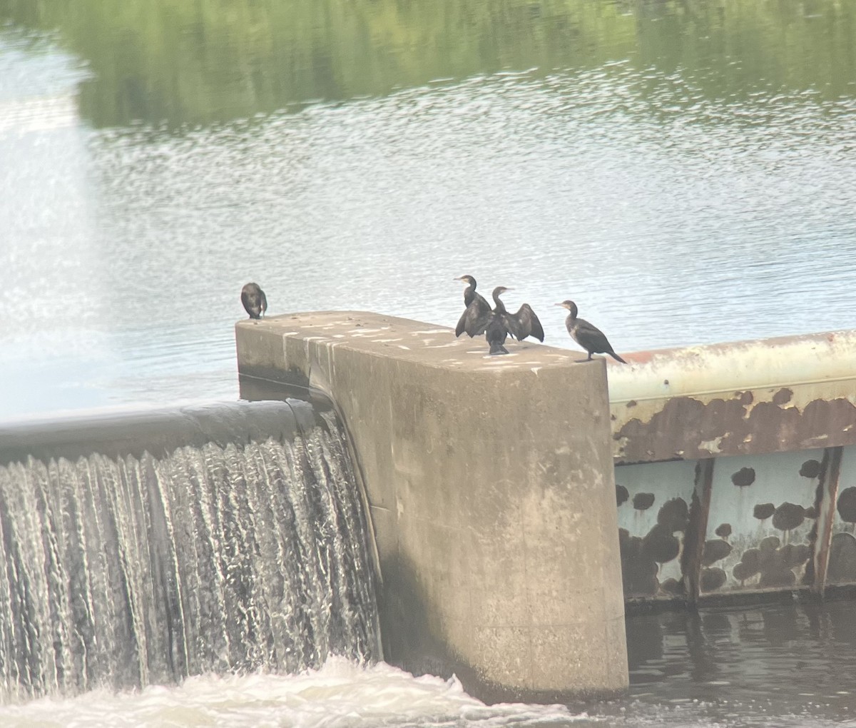 Тураг гогой - ML624017940